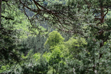 Fototapeta premium Beautiful view of summer woodland treetops through a natural frame. Dense green forest canopy framed by pine tree branches.