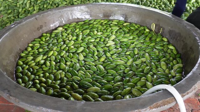 Fresh pointed gourds washing for market