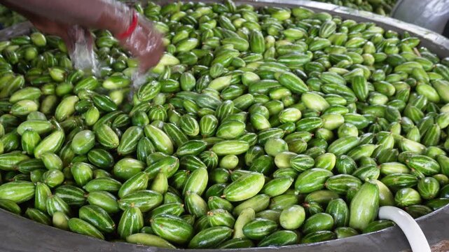 Washing fresh pointed gourds for market sale