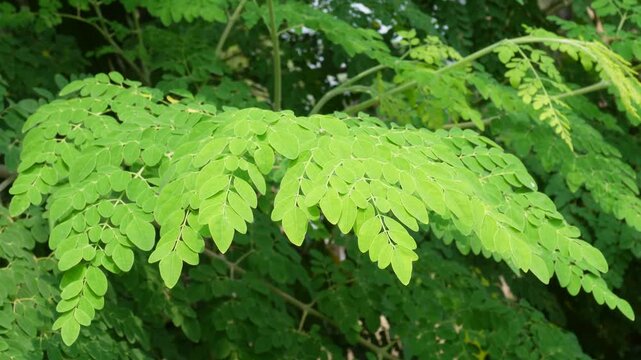 Green moringa leaves growing fresh naturally