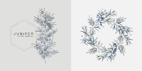 Juniper branch and berry illustration with botanical typography muted tones © Mamata