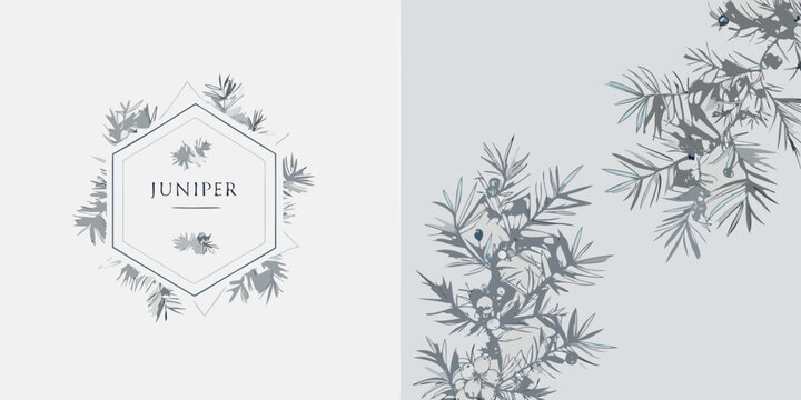 Juniper Branch And Berry Illustration Gray Tones On Light Background