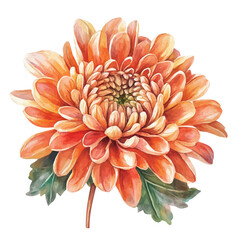 Fototapeta premium Chrysanthemum Flower, soft hand-painted watercolor illustration, isolated on a white background.