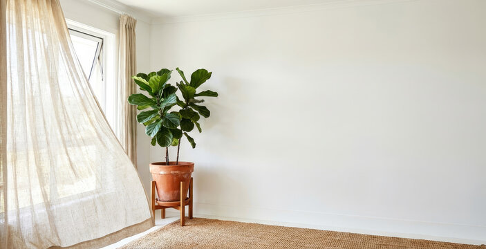 Minimalist Interior Room with Fiddle Leaf Fig Plant, Natural Linen Curtains and Bright Empty Wall, Modern Scandinavian Home Decor with Copy Space