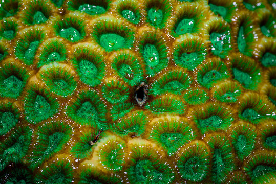 Close up of Favites coral, often known as pineapple coral or moon coral