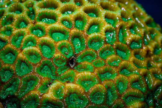 Close up of Favites coral, often known as pineapple coral or moon coral