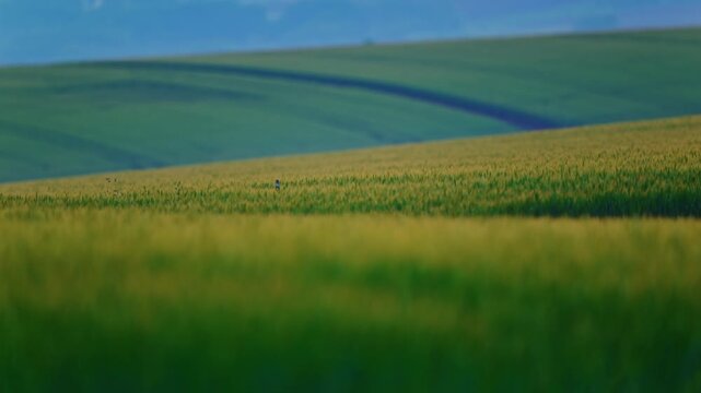 Colorful agricultural fields forming beautiful curves across the rolling hills of Biei, Hokkaido, Japan. Scenic rural landscape during summer.
