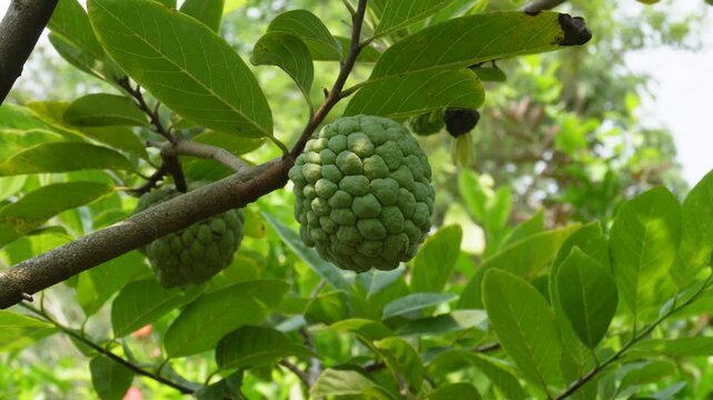 Sugar apple growing fresh on tree