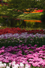 Fototapeta premium 公園のチューリップ