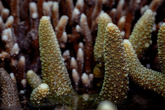 branching coral showcasing detailed textures of tiny polyps on its surface