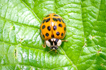 Zbliżenie makro na biedronkę azjatycką (Harmonia axyridis) o pomarańczowym ubarwieniu, siedzącą na jaskrawozielonym liściu. Wyraźne unerwienie rośliny i detale anatomiczne chrząszcza. © Henryk Niestrój