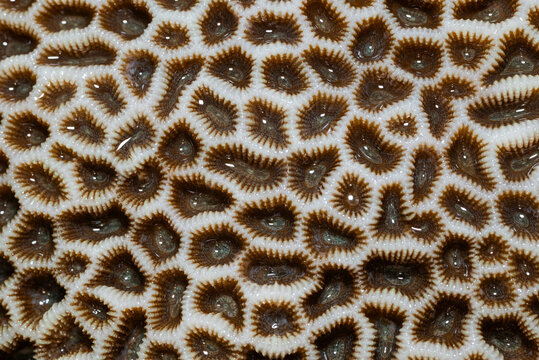 Close-up of a stony coral, most likely a species of Diploastrea heliopora or brain coral (Favia favus), found in shallow tropical waters.