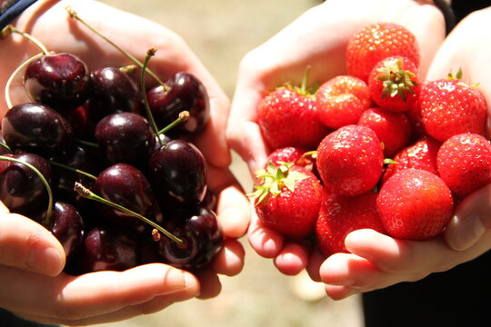 Erdbeeren und S&uuml;&szlig;kirschen im Schatten