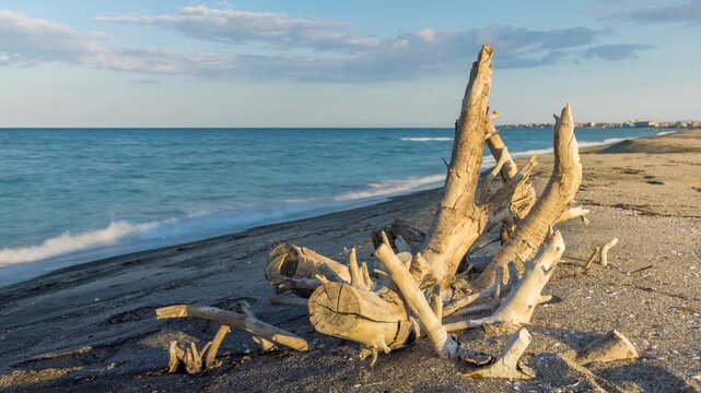 Branch in sunlight lies on a wild beach against the backdrop of the Black Sea and the cloudy sky