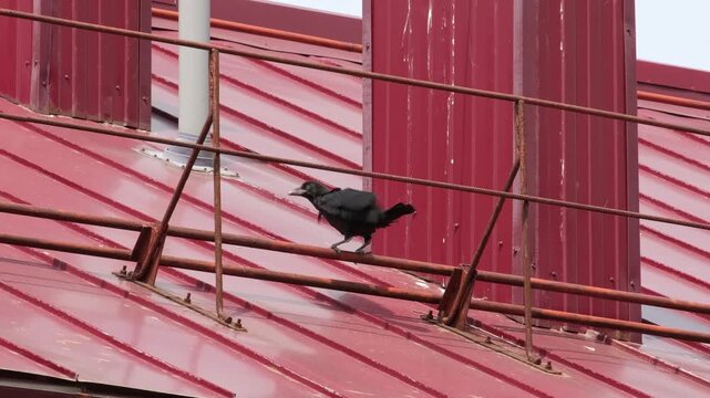 A fledgling crow stretches its wings on the roof of a house.
