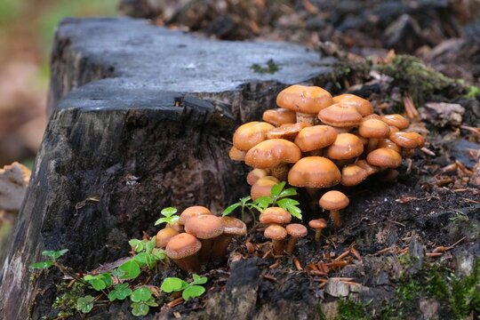 Kuehneromyces mutabilis (synonym: Pholiota mutabilis), commonly known as the sheathed woodtuft, is an edible mushroom that grows in clumps on tree.