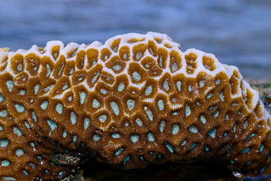 Close-up of a stony coral, most likely a species of Diploastrea heliopora or brain coral (Favia favus), found in shallow tropical waters.