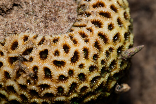 Close-up of a stony coral, most likely a species of Diploastrea heliopora or brain coral (Favia favus), found in shallow tropical waters.