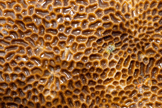 Close-up of a stony coral, most likely a species of Diploastrea heliopora or brain coral (Favia favus), found in shallow tropical waters.