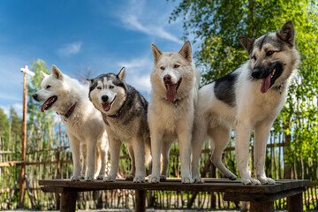 Four fluffy husky dogs standing side by side on a weathered wooden platform in a sunny outdoor setting, with blue sky, green trees, and a rustic fence © Egor Lint
