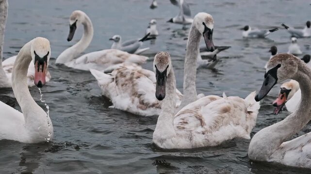 Swans and seagulls gather on a lake to feed in slow motion captured at 240fps. The rippling water reflects the birds and overcast sky in this wildlife interaction.