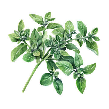 Marjoram, artistic watercolor illustration vector, isolated on a white background.