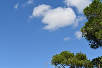 Fototapeta premium Tall evergreen pine trees under a clear blue summer sky with fluffy clouds