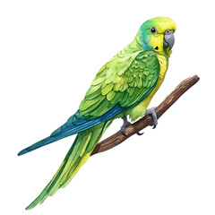 Parakeet, detailed watercolor clipart vector, isolated on a pure white background. © deltrion