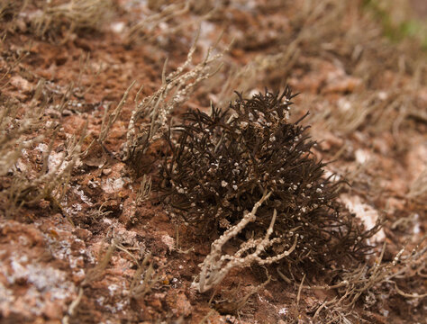 Biota of Gran Canaria - Orchilla Lichen, Roccella canariensis, Historically Harvested for Royal Purple Textile Dye
