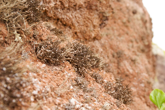 Biota of Gran Canaria - Orchilla Lichen, Roccella canariensis, Historically Harvested for Royal Purple Textile Dye
