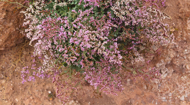 Flora of Gran Canaria -  Limonium pectinatum, sea lavender, natural floral background