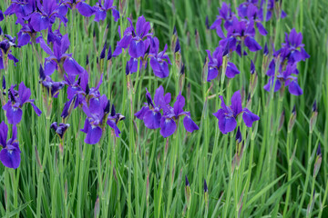 Obraz premium 紫色のアヤメの花が咲く風景