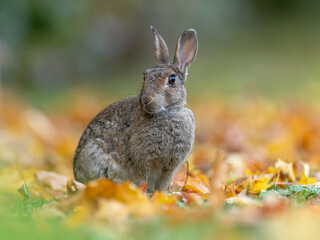 Wildkaninchen (Oryctolagus cuniculus) in freier Natur, niedliches Säugetier im natürlichen Lebensraum © Christian