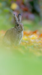 Wildkaninchen (Oryctolagus cuniculus) in freier Natur, niedliches Säugetier im natürlichen Lebensraum © Christian