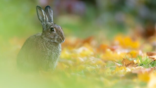 Wildkaninchen (Oryctolagus cuniculus) in freier Natur, niedliches S&auml;ugetier im nat&uuml;rlichen Lebensraum
