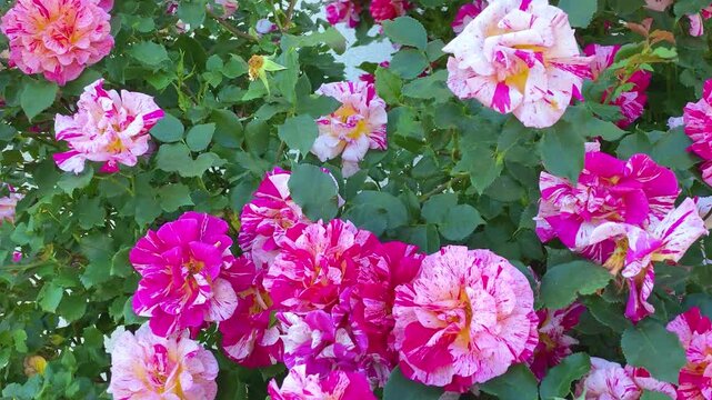 Rosa Mundi (Rosa gallica 'Versicolor') with large, semi-double, striped blooms of crimson pink and white