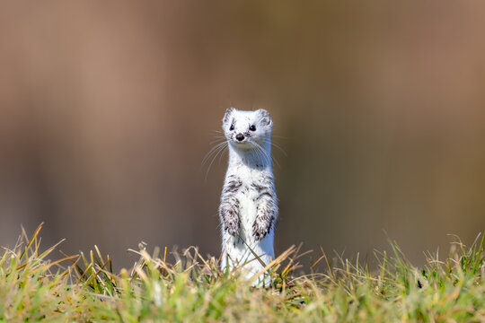 Hermelin (Mustela erminea) in freier Natur, flinkes Raubtier im nat&uuml;rlichen Lebensraum