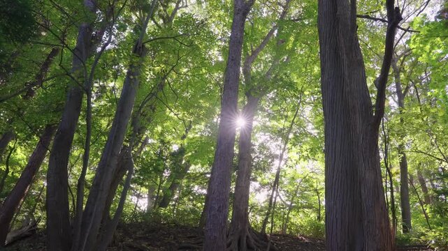 Sun Peaking Through Trees, Mountains of Hokkaido Japan