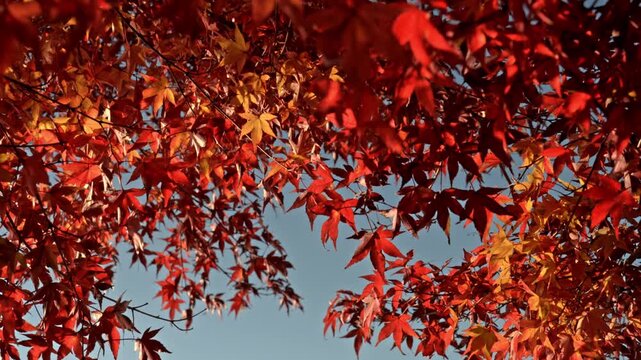 Camera tilts down through dense and vibrant red Japanese momiji maple leaves against a blue sky background during peak autumn season