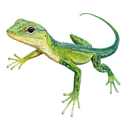 Fototapeta premium Anole, realistic watercolor illustration vector, isolated on a white background.
