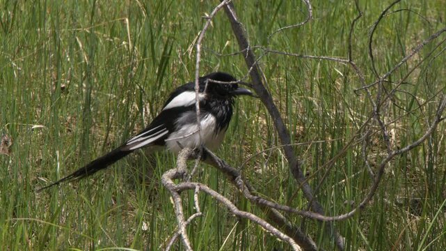 Magpie bird dries wet feathers on tree branch in wetland, close-up
