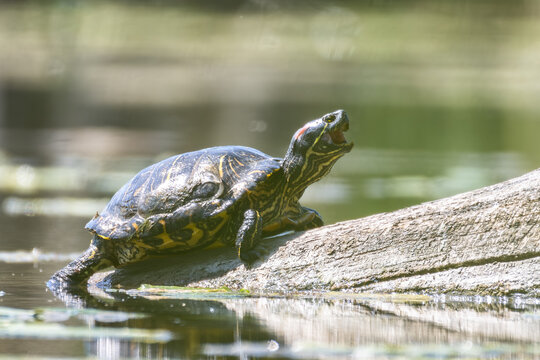 Rotwangen-Schmuckschildkr&ouml;te (Trachemys scripta elegans) g&auml;hnend auf Totholz, Schildkr&ouml;te beim Sonnenbad am Teich