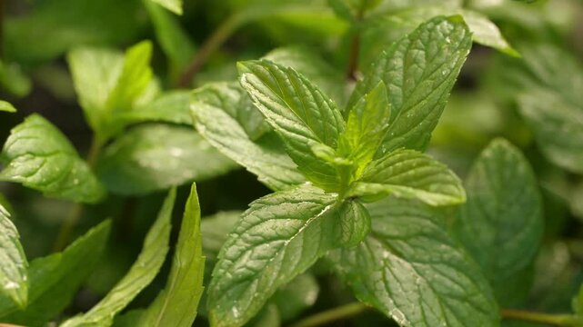 Close-up view of vibrant green mint leaves glistening with water droplets, suggesting freshness and growth.
