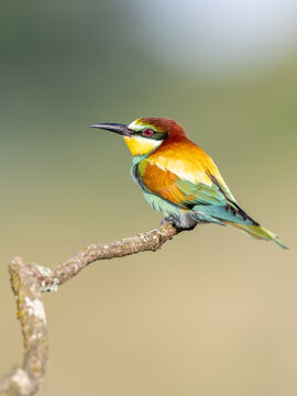Bienenfresser (Merops apiaster) in freier Natur, farbenfroher Vogel