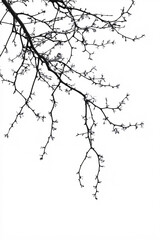 Obraz premium Silhouette of Bare Tree Against White Sky