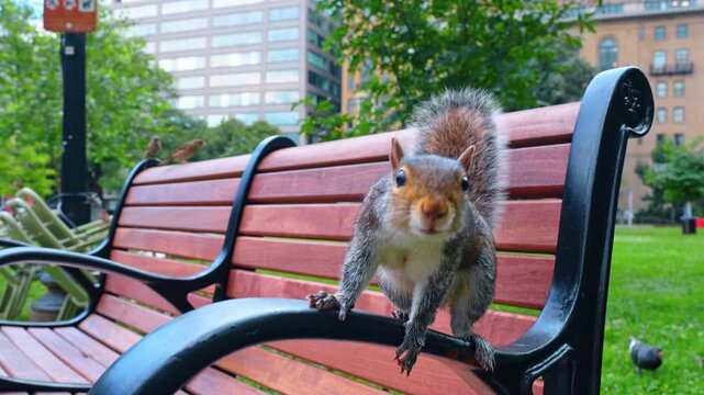 Adorable fluffy squirrel jumping by the bench in the park. Curious little animal looking close to camera.