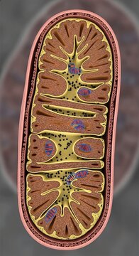 Mitochondrion, a detailed cellular organelle displaying inner membrane fold, matrix component, and outer boundary envelope, vital for aerobic respiration process.