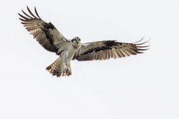 Fototapeta premium Fischadler (Pandion haliaetus) in freier Natur, majestätischer Greifvogel