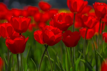 Tulips, Canada, Laval © Anupam