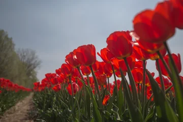 Tulips, Canada, Laval © Anupam